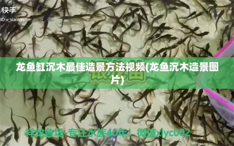 龙鱼缸沉木最佳造景方法视频(龙鱼沉木造景图片) 水族世界 第1张