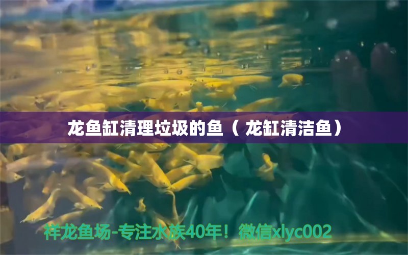 龙鱼缸清理垃圾的鱼（ 龙缸清洁鱼）