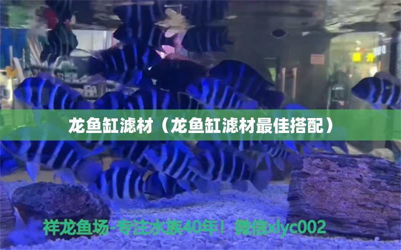龙鱼缸滤材（龙鱼缸滤材最佳搭配） 广州龙鱼批发市场