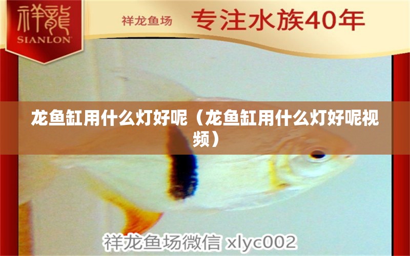 龙鱼缸用什么灯好呢（龙鱼缸用什么灯好呢视频） 祥龙水族医院