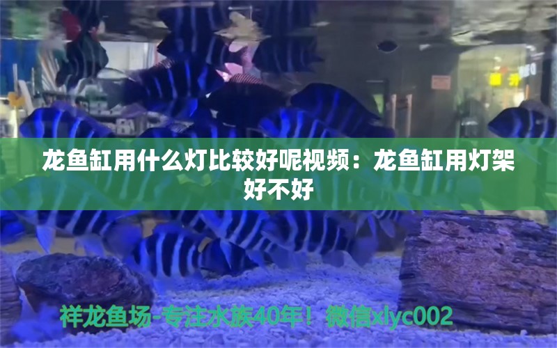 龙鱼缸用什么灯比较好呢视频：龙鱼缸用灯架好不好 养鱼知识 第1张