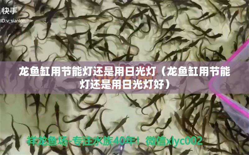 龙鱼缸用节能灯还是用日光灯（龙鱼缸用节能灯还是用日光灯好）