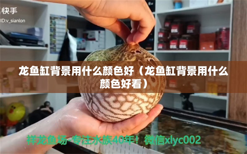 龙鱼缸背景用什么颜色好（龙鱼缸背景用什么颜色好看） 广州龙鱼批发市场