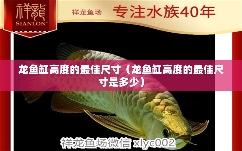 龙鱼缸高度的最佳尺寸（龙鱼缸高度的最佳尺寸是多少） 祥龙水族医院