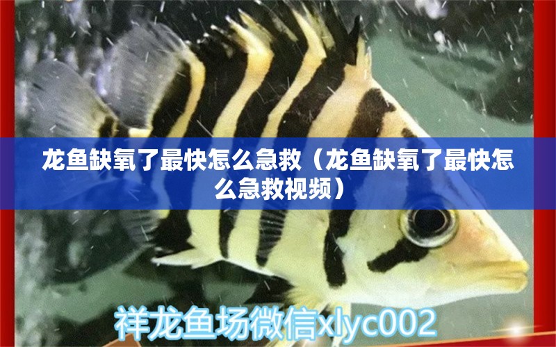 龙鱼缺氧了最快怎么急救（龙鱼缺氧了最快怎么急救视频）