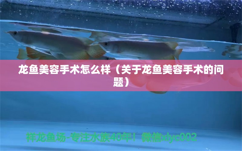 龙鱼美容手术怎么样（关于龙鱼美容手术的问题） 水族问答 第2张