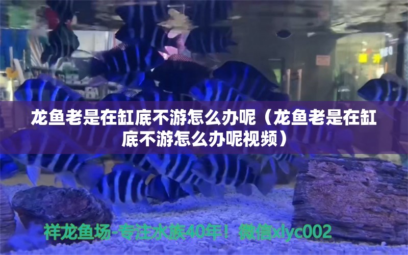 龙鱼老是在缸底不游怎么办呢（龙鱼老是在缸底不游怎么办呢视频）