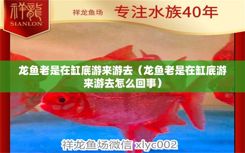 龙鱼老是在缸底游来游去（龙鱼老是在缸底游来游去怎么回事） 广州龙鱼批发市场