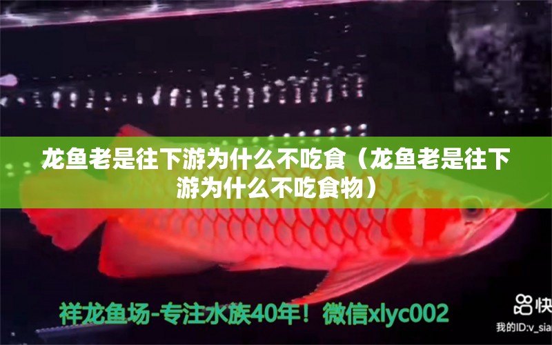 龙鱼老是往下游为什么不吃食（龙鱼老是往下游为什么不吃食物） 广州龙鱼批发市场