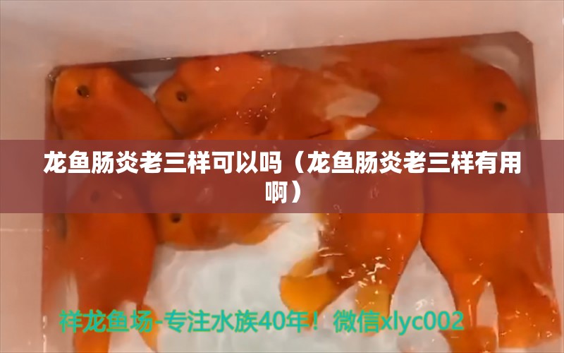 龙鱼肠炎老三样可以吗（龙鱼肠炎老三样有用啊）