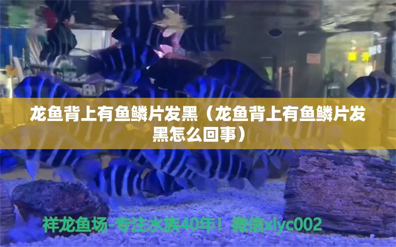 龙鱼背上有鱼鳞片发黑（龙鱼背上有鱼鳞片发黑怎么回事）