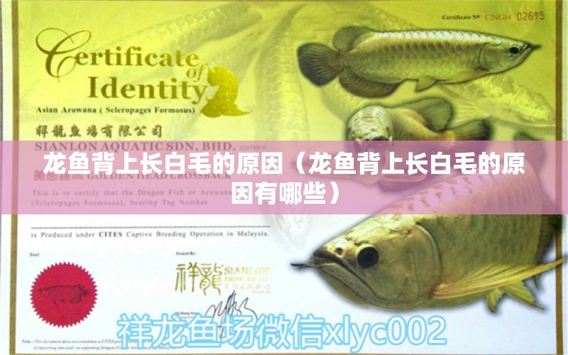 龙鱼背上长白毛的原因（龙鱼背上长白毛的原因有哪些） 广州观赏鱼批发市场