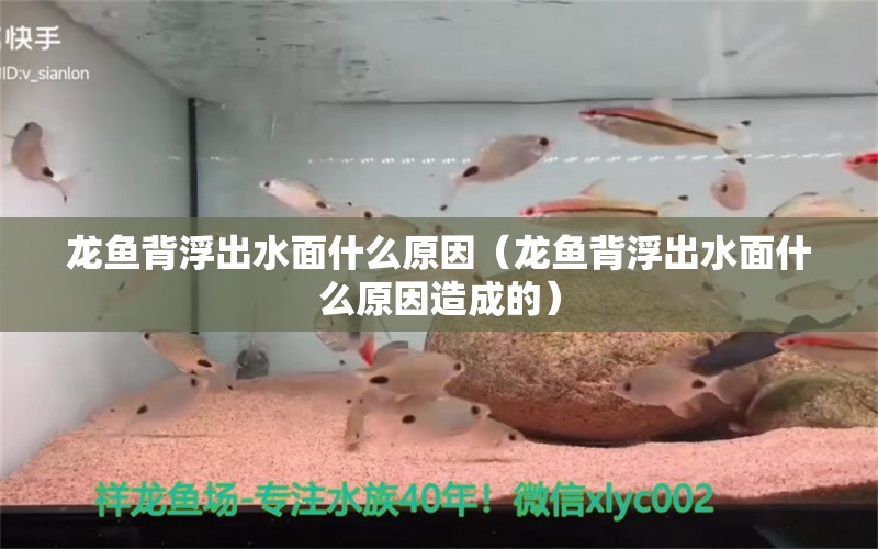 龙鱼背浮出水面什么原因（龙鱼背浮出水面什么原因造成的）