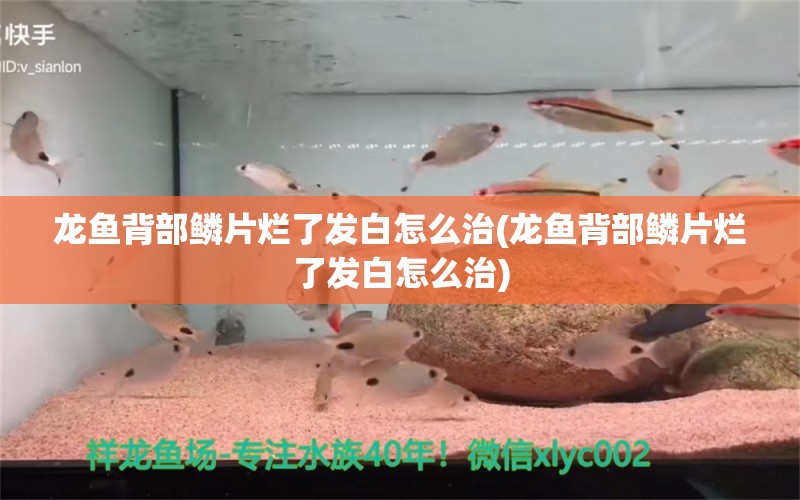 龙鱼背部鳞片烂了发白怎么治(龙鱼背部鳞片烂了发白怎么治) 玫瑰银版鱼 第1张