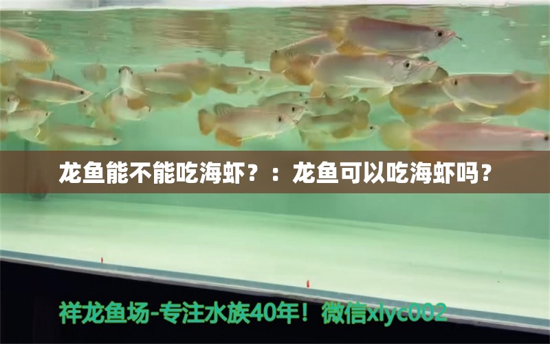 龙鱼能不能吃海虾？：龙鱼可以吃海虾吗？