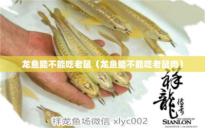 龙鱼能不能吃老鼠（龙鱼能不能吃老鼠肉） 广州龙鱼批发市场