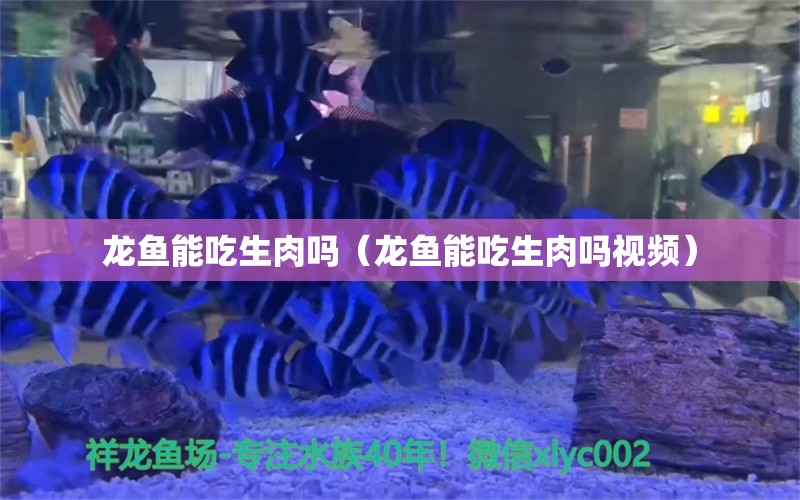 龙鱼能吃生肉吗（龙鱼能吃生肉吗视频）