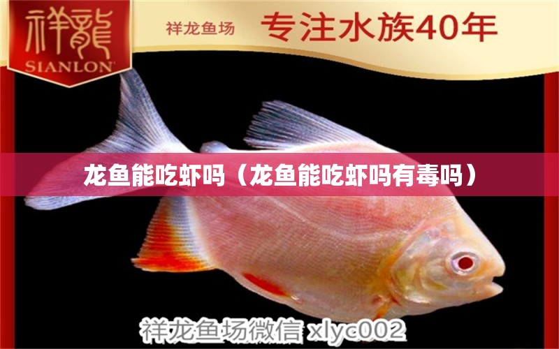 龙鱼能吃虾吗（龙鱼能吃虾吗有毒吗） 广州龙鱼批发市场
