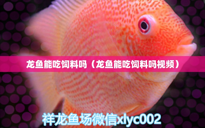 龙鱼能吃饲料吗（龙鱼能吃饲料吗视频） 广州龙鱼批发市场