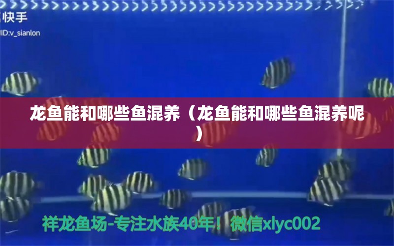 龙鱼能和哪些鱼混养（龙鱼能和哪些鱼混养呢） 祥龙水族医院