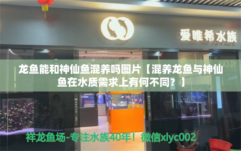 龙鱼能和神仙鱼混养吗图片【混养龙鱼与神仙鱼在水质需求上有何不同？】