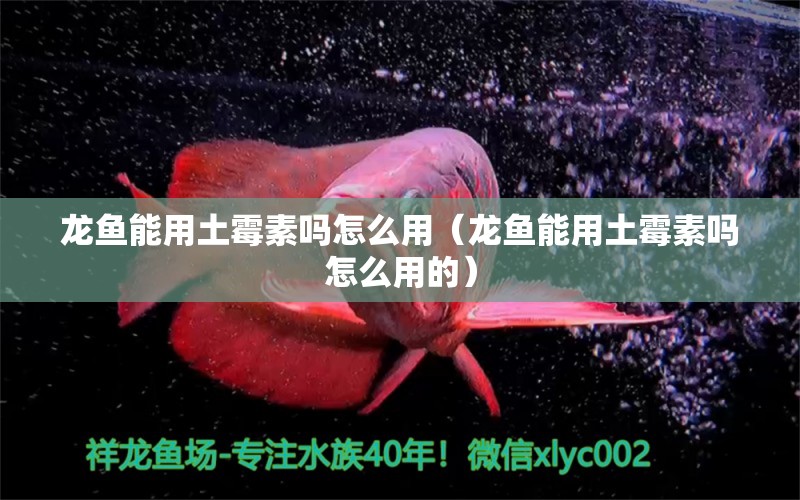 龙鱼能用土霉素吗怎么用（龙鱼能用土霉素吗怎么用的） 广州龙鱼批发市场