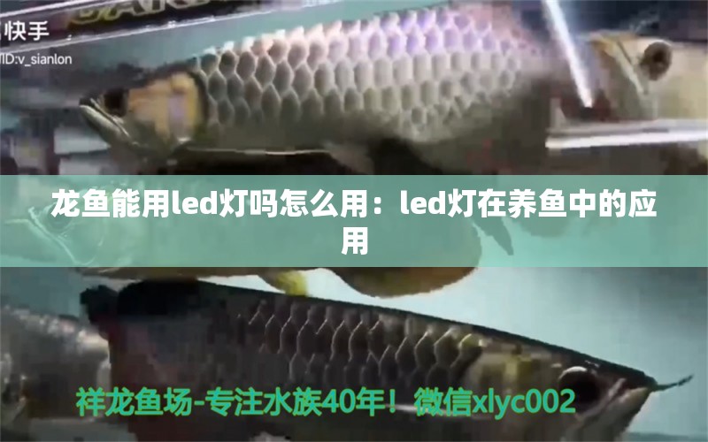 龙鱼能用led灯吗怎么用：led灯在养鱼中的应用