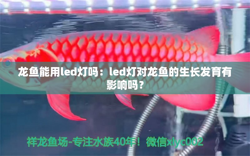 龙鱼能用led灯吗：led灯对龙鱼的生长发育有影响吗？ 水族问答 第1张