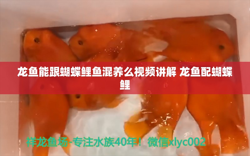 龙鱼能跟蝴蝶鲤鱼混养么视频讲解 龙鱼配蝴蝶鲤