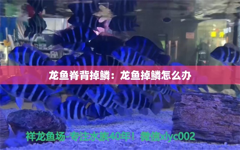 龙鱼脊背掉鳞：龙鱼掉鳞怎么办