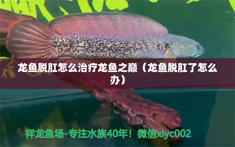 龙鱼脱肛怎么治疗龙鱼之巅（龙鱼脱肛了怎么办） 广州龙鱼批发市场