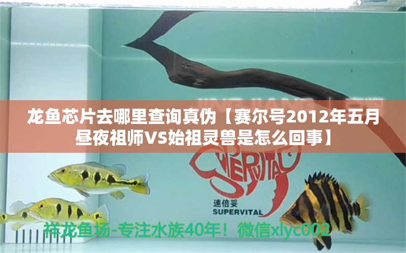 龙鱼芯片去哪里查询真伪【赛尔号2012年五月昼夜祖师VS始祖灵兽是怎么回事】 龙鱼批发