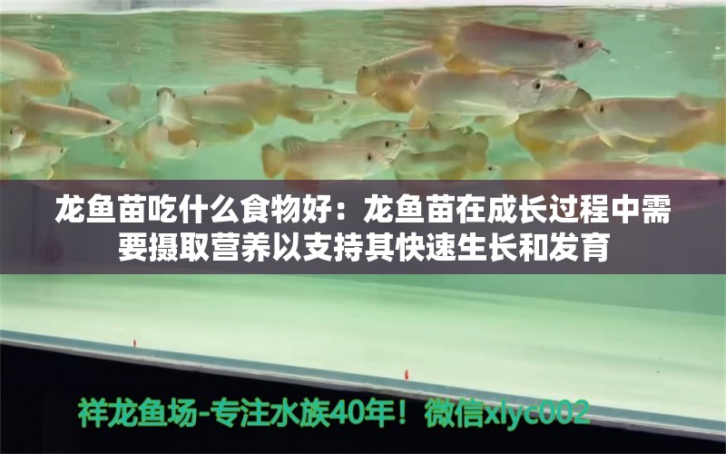 龙鱼苗吃什么食物好：龙鱼苗在成长过程中需要摄取营养以支持其快速生长和发育 龙鱼百科 第2张