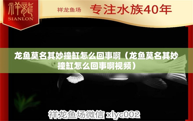 龙鱼莫名其妙撞缸怎么回事啊（龙鱼莫名其妙撞缸怎么回事啊视频） 广州龙鱼批发市场