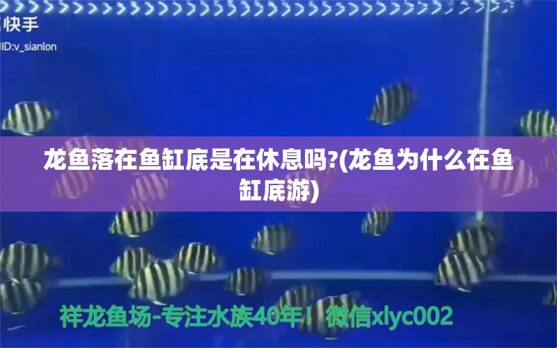 龙鱼落在鱼缸底是在休息吗?(龙鱼为什么在鱼缸底游)