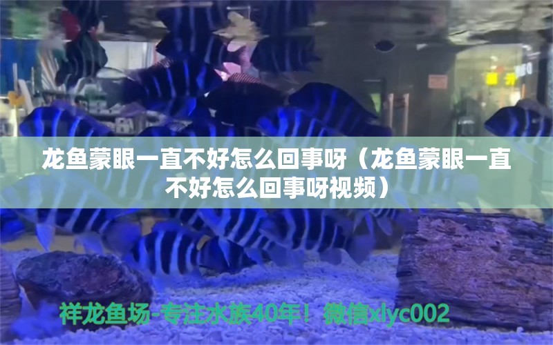 龙鱼蒙眼一直不好怎么回事呀（龙鱼蒙眼一直不好怎么回事呀视频）