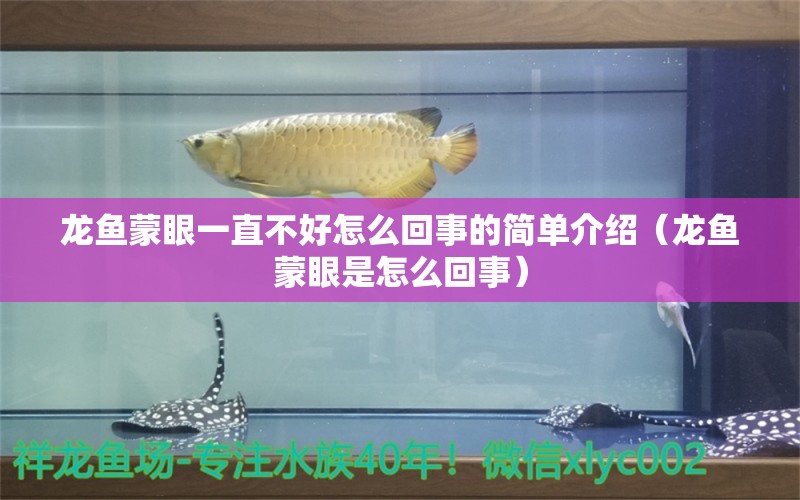 龙鱼蒙眼一直不好怎么回事的简单介绍（龙鱼蒙眼是怎么回事） 广州龙鱼批发市场