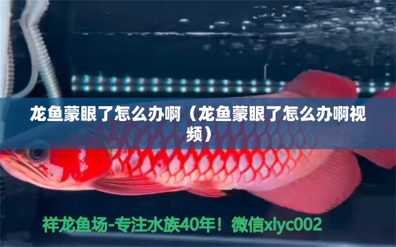 龙鱼蒙眼了怎么办啊（龙鱼蒙眼了怎么办啊视频） 祥龙水族医院