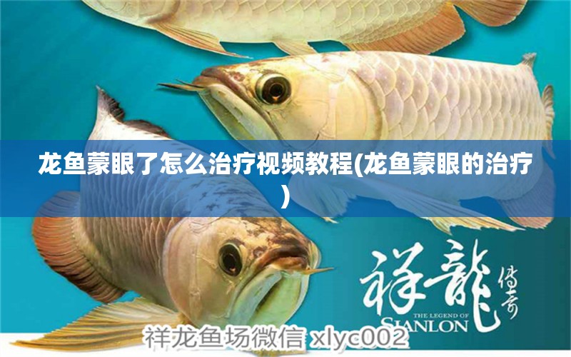 龙鱼蒙眼了怎么治疗视频教程(龙鱼蒙眼的治疗) 鱼缸等水族设备