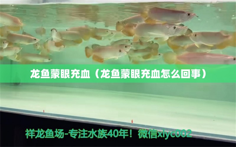 龙鱼蒙眼充血（龙鱼蒙眼充血怎么回事）