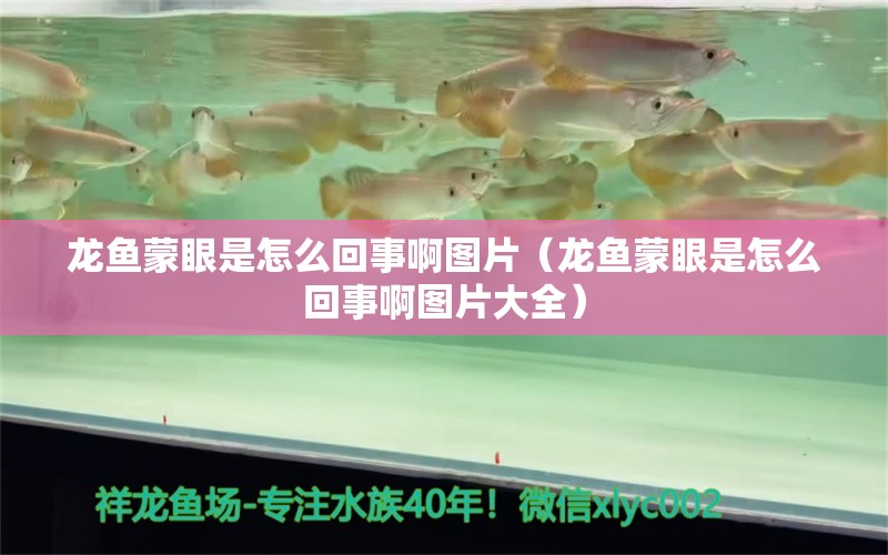 龙鱼蒙眼是怎么回事啊图片（龙鱼蒙眼是怎么回事啊图片大全） 广州龙鱼批发市场