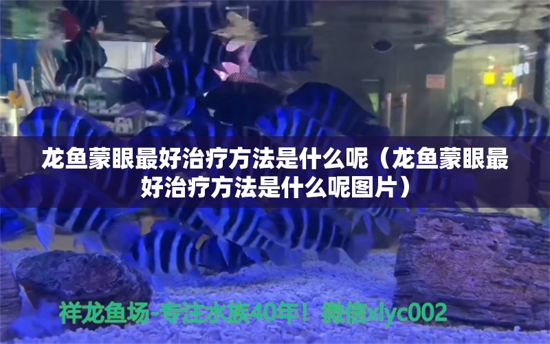 龙鱼蒙眼最好治疗方法是什么呢（龙鱼蒙眼最好治疗方法是什么呢图片） 广州龙鱼批发市场