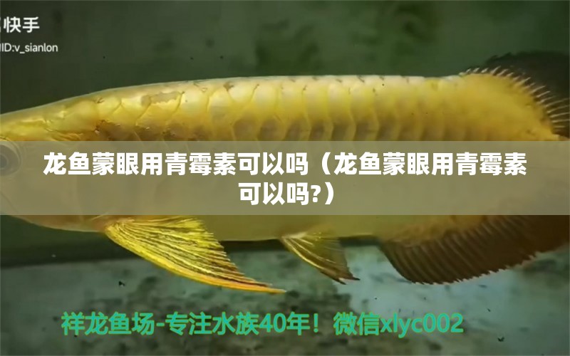 龙鱼蒙眼用青霉素可以吗（龙鱼蒙眼用青霉素可以吗?） 广州龙鱼批发市场