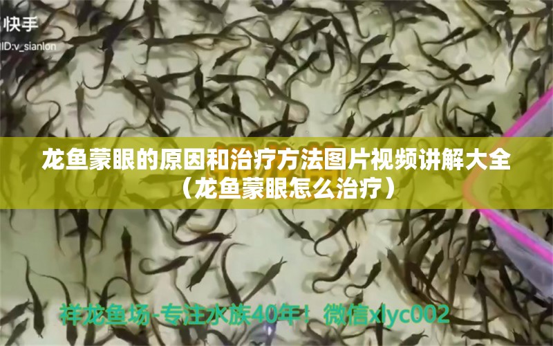 龙鱼蒙眼的原因和治疗方法图片视频讲解大全（龙鱼蒙眼怎么治疗）