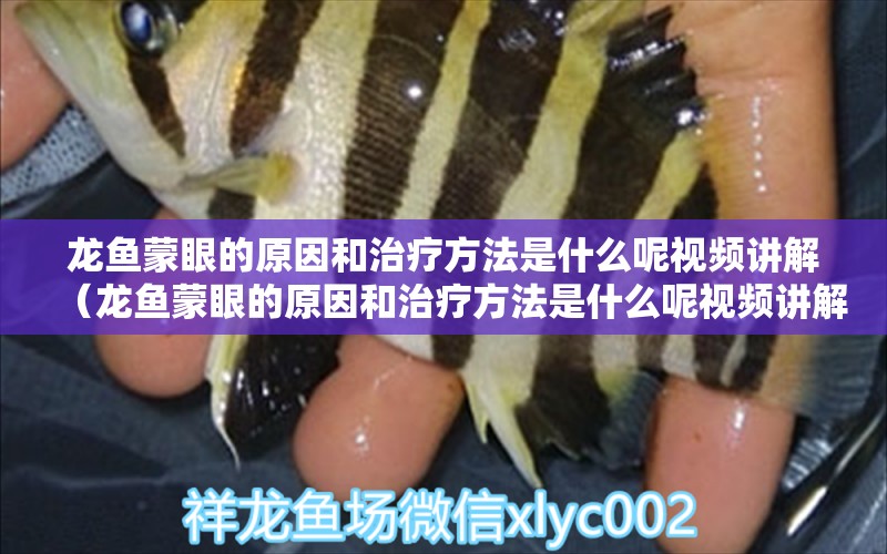 龙鱼蒙眼的原因和治疗方法是什么呢视频讲解（龙鱼蒙眼的原因和治疗方法是什么呢视频讲解一下） 广州龙鱼批发市场