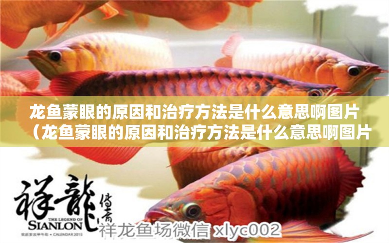 龙鱼蒙眼的原因和治疗方法是什么意思啊图片（龙鱼蒙眼的原因和治疗方法是什么意思啊图片大全） 广州龙鱼批发市场
