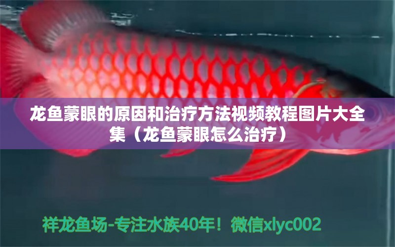 龙鱼蒙眼的原因和治疗方法视频教程图片大全集（龙鱼蒙眼怎么治疗） 广州龙鱼批发市场
