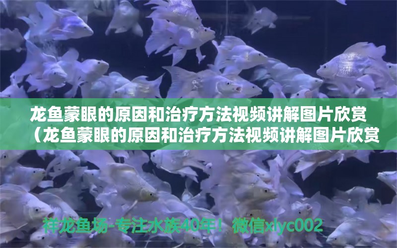 龙鱼蒙眼的原因和治疗方法视频讲解图片欣赏（龙鱼蒙眼的原因和治疗方法视频讲解图片欣赏大全）