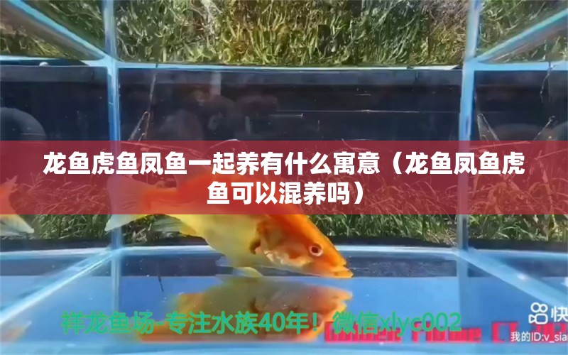 龙鱼虎鱼凤鱼一起养有什么寓意（龙鱼凤鱼虎鱼可以混养吗）