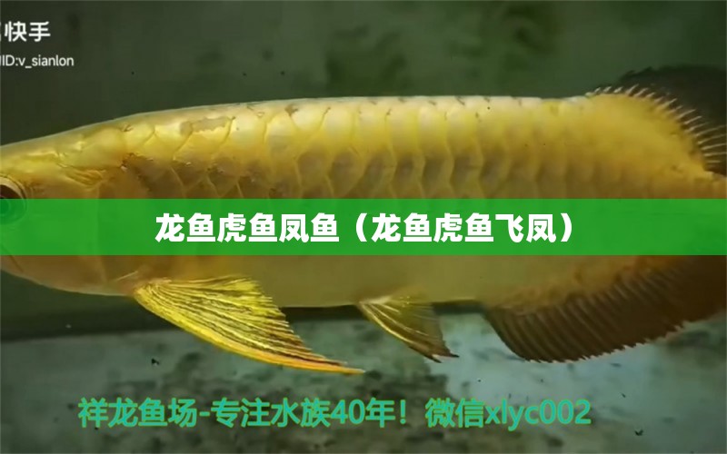 龙鱼虎鱼凤鱼（龙鱼虎鱼飞凤）